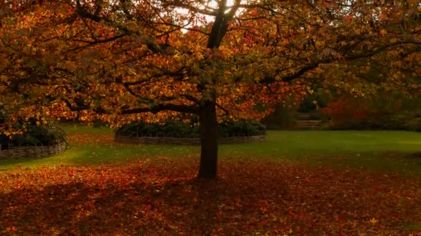 Kippbild Einer Herbstlichen Eiche Aufgenommen Bei Sonnenuntergang Schöne Rot Scharlach — Stockvideo