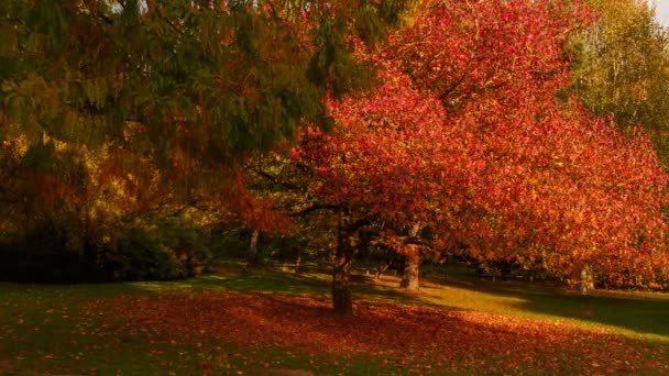 黄金の時間中に撮影した秋の森のクローズ アップ ショット 美しい赤の緋色と黄色のトーンを観察できます — ストック動画