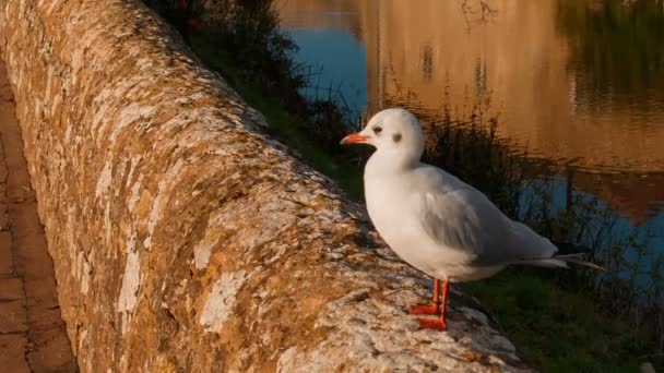 Kent Circa 2018 Tramonto Inclinazione Del Castello Medievale Leeds Nel — Video Stock