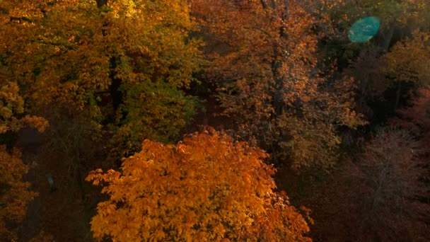 Close Tiro Uma Bela Floresta Outono Visto Cima Árvores Têm — Vídeo de Stock