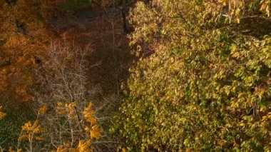 Yavaş çekim güzel bir sonbahar ormanın yukarıda da görüleceği kaydırma. Turuncu, kırmızı ve sarı yaprakları ağaçların vardır