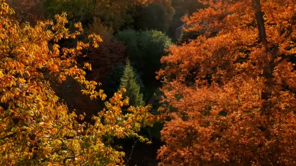 Телефотосъемка Красивого Осеннего Леса Видимого Сверху Деревья Имеют Оранжевые Красные — стоковое видео