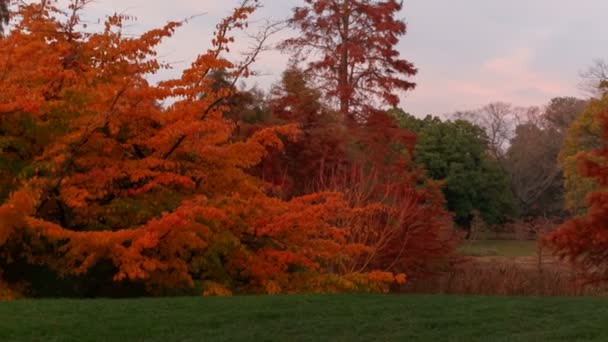 Floresta de Outono e Paisagem — Vídeo de Stock