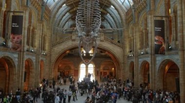 Londra, 2019 - yaklaşık Doğal Tarih Müzesi bir mavi balina iskeleti featuring Londra, İngiltere, İngiltere'nin büyük salonunda geniş görünümünü