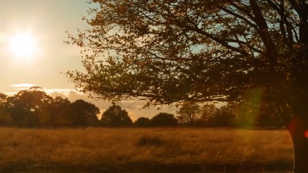 一个草原和一棵美丽的橡树的励志镜头美丽的黄金时刻阳光照亮 — 图库视频影像