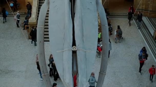 2019 영국에서 뼈대를 박물관의 — 비디오