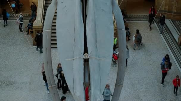 London 2019 Großaufnahme Der Haupthalle Des Naturkundemuseums London England Großbritannien — Stockvideo