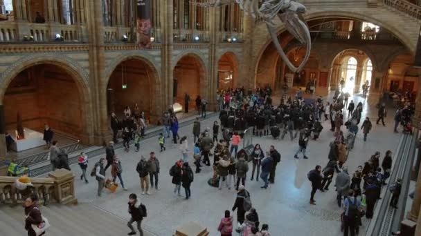 2019 シロナガスクジラ骨格を備えロンドン イングランド イギリスの自然史博物館のメインのホールの傾斜ショット年頃のロンドン — ストック動画