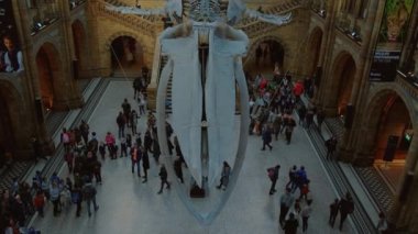 Doğal Tarih Müzesi, Londra, İngiltere, Birleşik Krallık