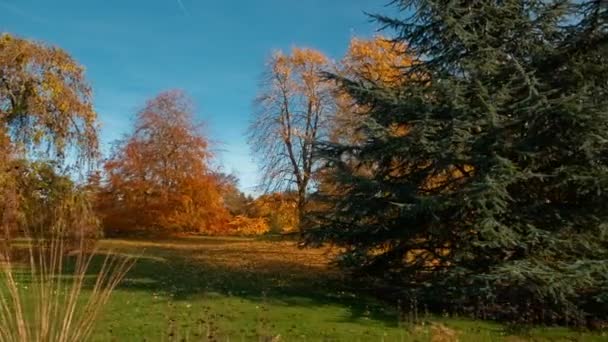 Japanese Garden During Autumn — Stock Video