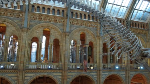 Naturkundemuseum, london, england, uk — Stockvideo