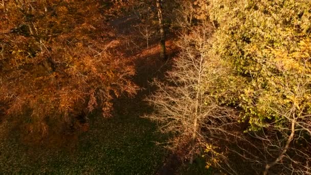 Το φθινόπωρο του δάσους και του τοπίου — Αρχείο Βίντεο