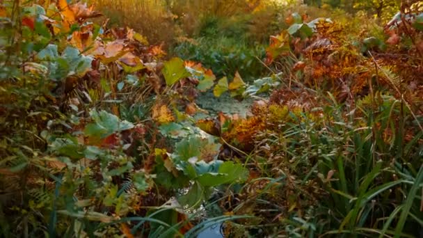 Giardino giapponese durante l'autunno — Video Stock