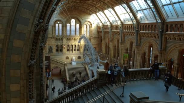 Natural History Museum, Londres, Inglaterra, Reino Unido — Vídeos de Stock