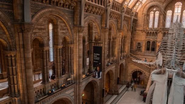 Natural History Museum, Londýn, Anglie, Velká Británie — Stock video