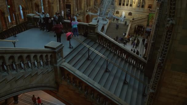 自然历史博物馆, 伦敦, 英国, 英国 — 图库视频影像
