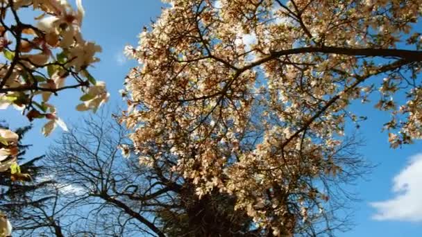 Flores de cerejeira na primavera — Vídeo de Stock