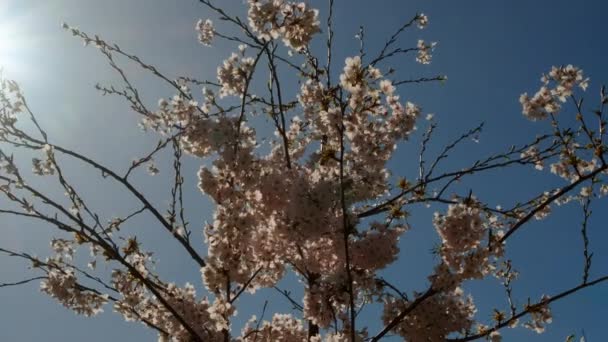Цветение сакуры весной — стоковое видео