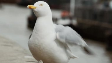 Bulanık Arka Plana Karşı Martı