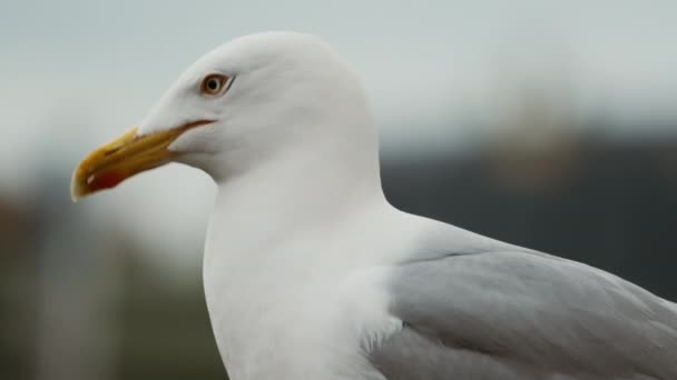 Seagull przeciwko niewyraźne tło — Wideo stockowe