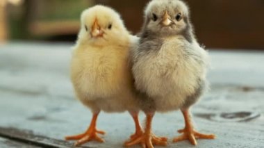 Sarı ve Gri Hatunlar