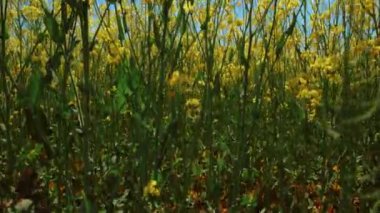 Güzel kolza tohumu alanları