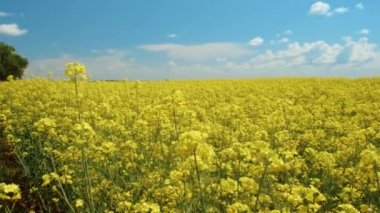 Güzel kolza tohumu alanları