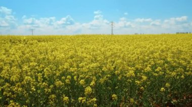 Güzel kolza tohumu alanları