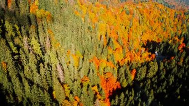 Aerial view of a mountain forest during autumn, with orange and gold canopy, winding ridges and textured treetops over rugged terrain