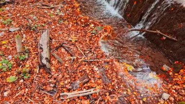 Tapestry of orange leaves in an autumn forest with a waterfall, showing a gentle cascade, leaf strewn banks, and fine mist softening the woodland backdrop