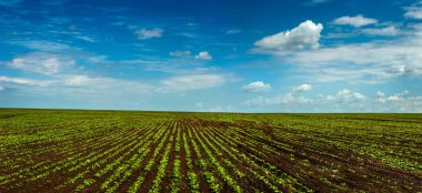 Şeker pancarı alan çizgileri, tarım panoramik manzara bitkileri