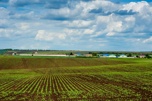 Vista Panorámica Las Líneas Jóvenes Cultivos Remolacha Azucarera Brotes Campo — Foto de Stock