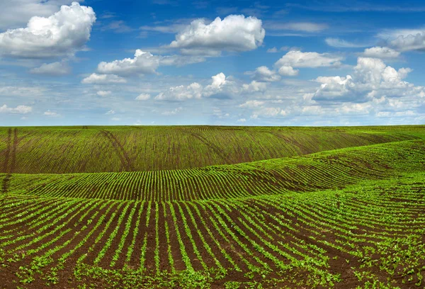 Sugar beet crops field, agricultural hills landscape