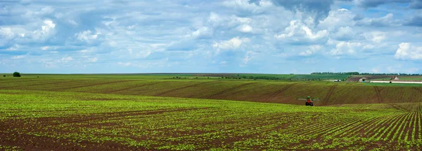 Campos Remolacha Azucarera Líneas Panorama Agrícola — Foto de Stock