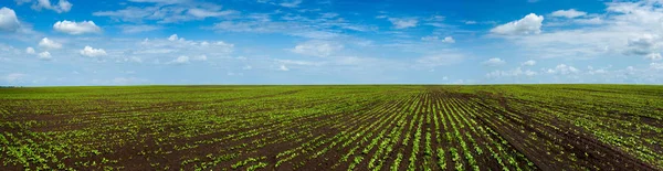 Sugar beet field crops lines , agricultural panoramic landscape