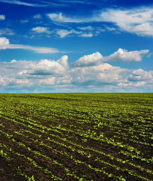 Şeker pancarı bitkileri vuruyor güzel gökyüzü ile büyük sahada