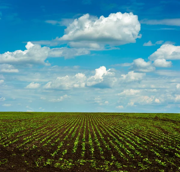 Cultivos Remolacha Azucarera Brotes Gran Campo Con Hermoso Cielo — Foto de Stock