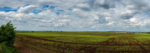 Vista Panorâmica Sobre Beterraba Campo Açúcar Com Céu Nublado — Fotografia de Stock