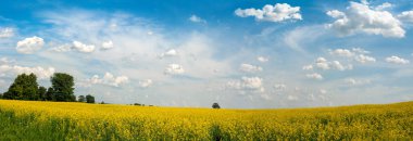 kolza tohumu bulutlu gökyüzü alanı