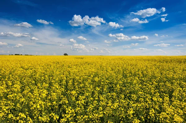 Bright Yellow Rapeseed Canola Field Beautiful Cloudly Sky — Stock Photo, Image