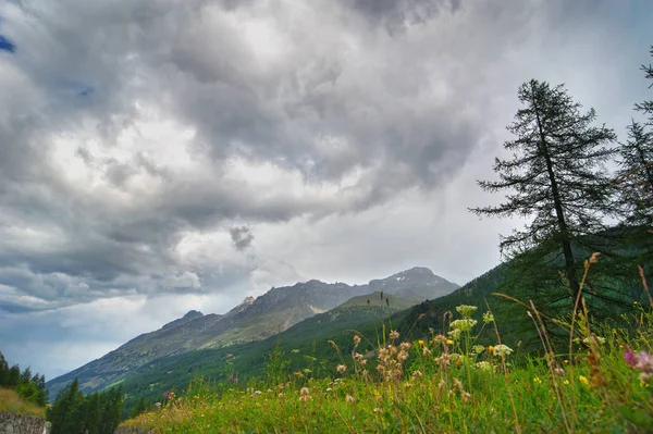 Paisaje Alpino Con Hierbas Flores Grandes Nubes — Foto de Stock