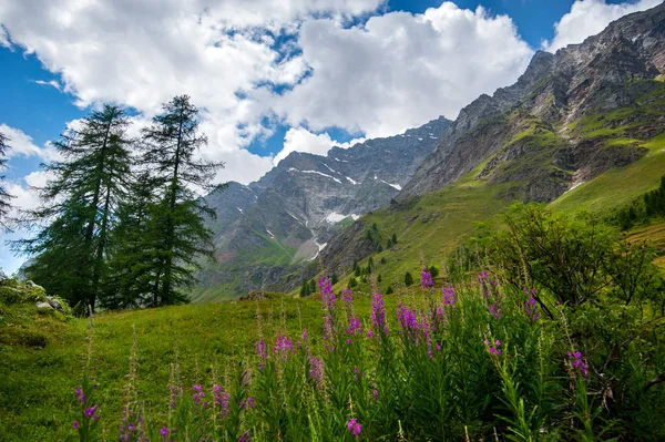 Alpesi Táj Lila Epilobium Virágok Közelében Rhemes Notre Dame Aosta — Stock Fotó