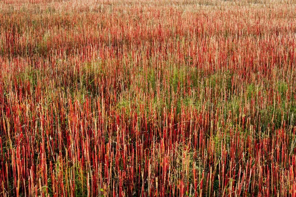 Campo Trigo Sarraceno Outono Com Caule Vermelho — Fotografia de Stock