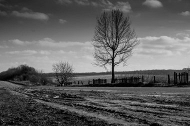 erken ilkbaharda tarım arazisinde yalnız grafik ağacı