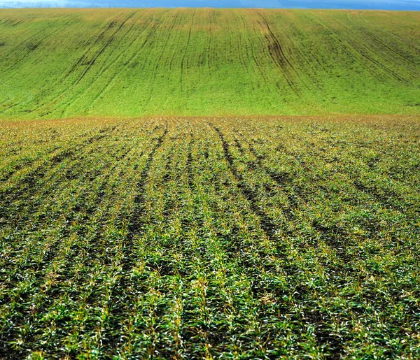 大きな畑の織物に若い冬の小麦の芽の緑のライン — ストック写真