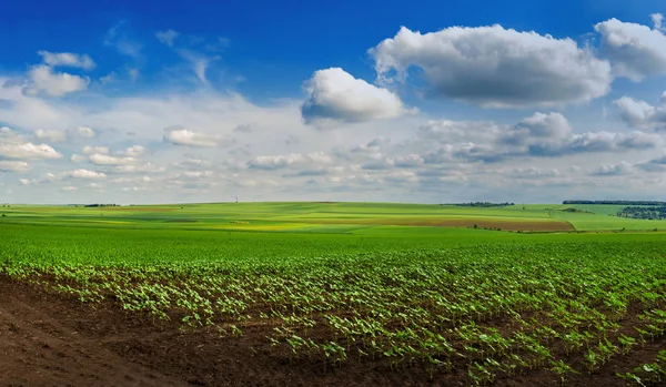 Vista de las líneas de brotes de maíz jóvenes en el campo con cielo azul — Foto de Stock