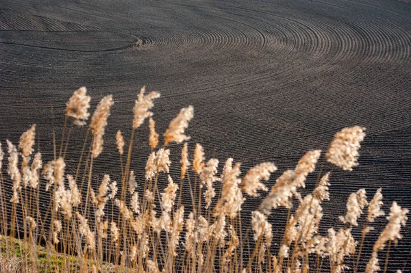 Patrones en tierra cultivable en el campo cerca de la caña a principios de primavera —  Fotos de Stock