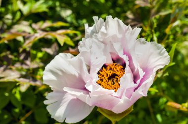 pembe yaprakları ile güzel beyaz şakayık
