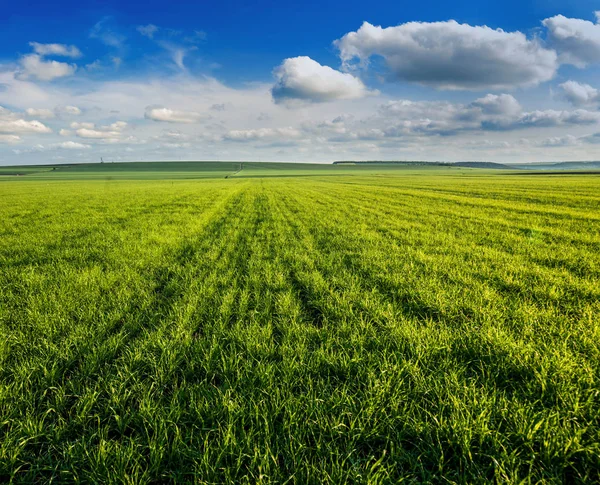 ทุ่งหญ้าสีเขียวและชนบท — ภาพถ่ายสต็อก