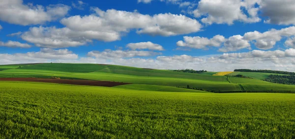 Buğday ve bulutlu gökyüzü panoramik manzarası yla dolu yeşil alan — Stok fotoğraf